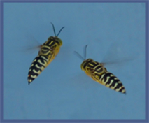 Sand wasp on the beach at Mars Bay, South Andros, Bahamas