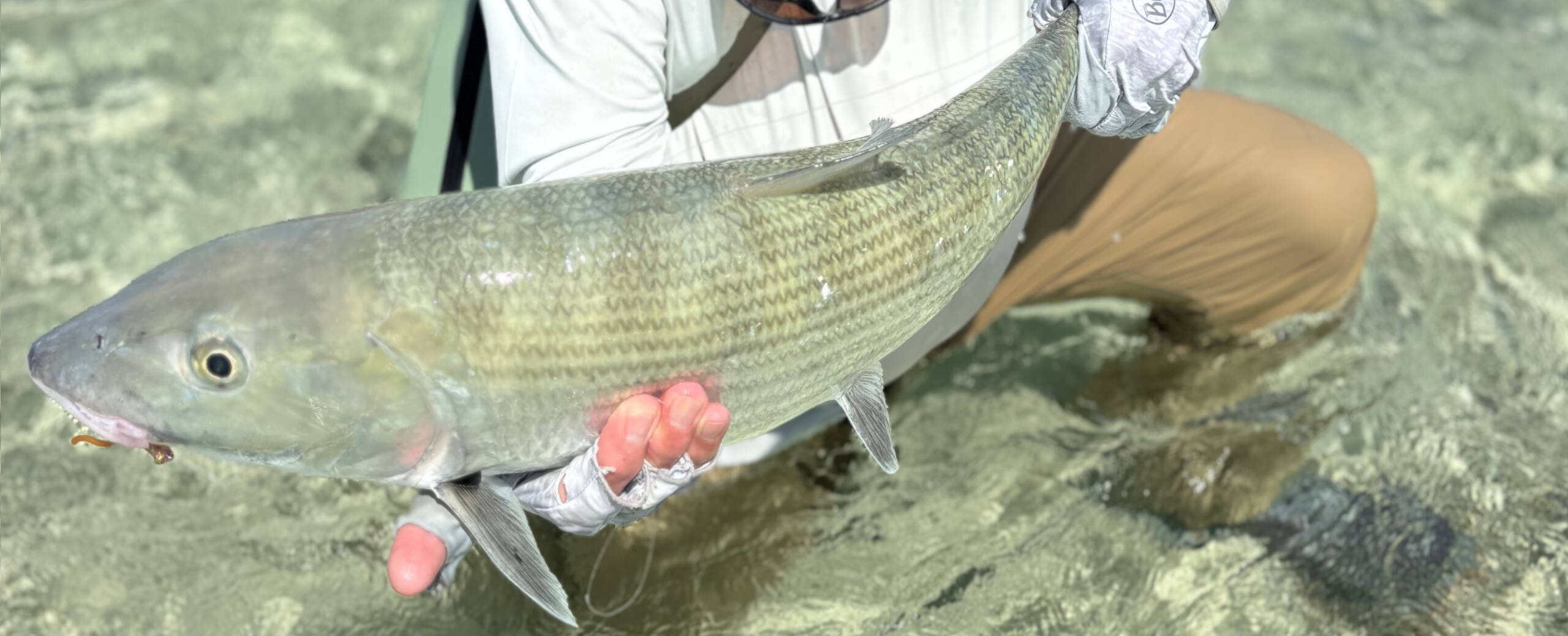 Huge 12-pound bonefish landed at Mars Bay Bonefish Lodge in South Andros, Bahamas.